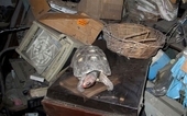 http://i.telegraph.co.uk/multimedia/archive/02462/tortoise-manuela_2462579b.jpg